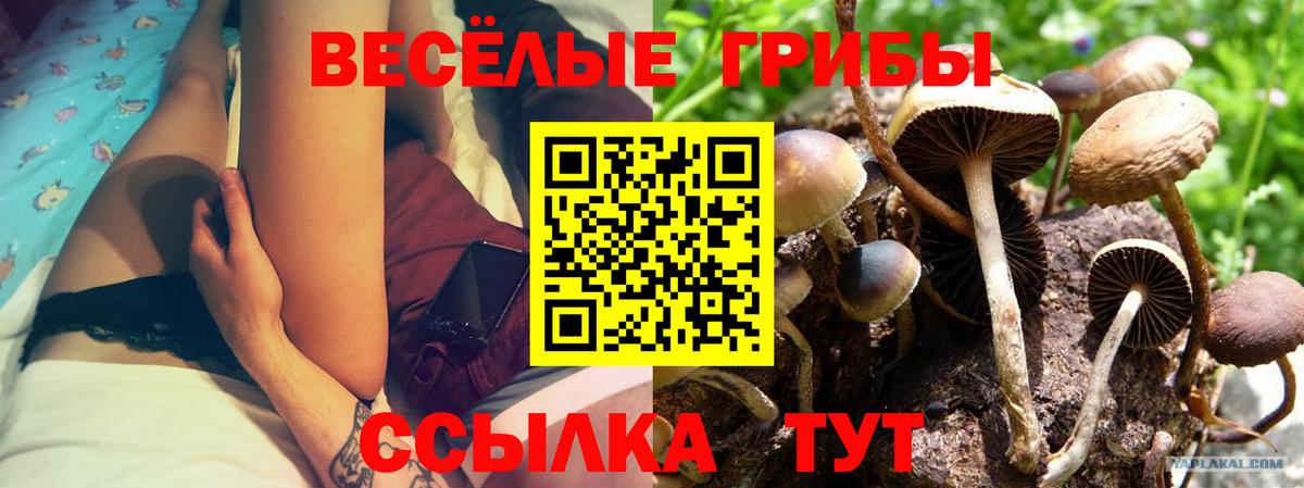 Галлюциногенные грибы GOLDEN TEACHER Назрань